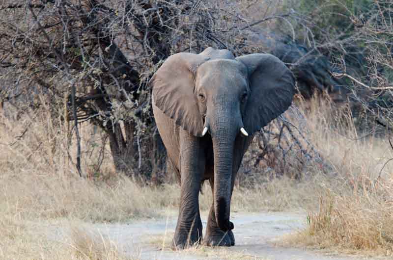 Elefante - parque nacional de Bwatwata - Namibia 2.jpg